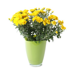 Beautiful yellow chrysanthemum flowers in pot isolated on white