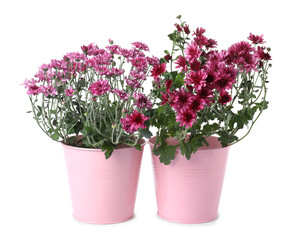 Beautiful pink chrysanthemum flowers in pots isolated on white