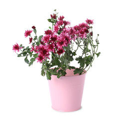 Beautiful pink chrysanthemum flowers in pot isolated on white