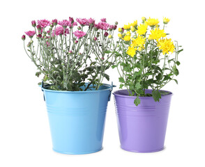 Beautiful yellow and pink chrysanthemum flowers in pots isolated on white