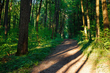 A sun-kissed forest trail meanders through verdant woods, golden light dappling the dirt path and highlighting towering tree trunks