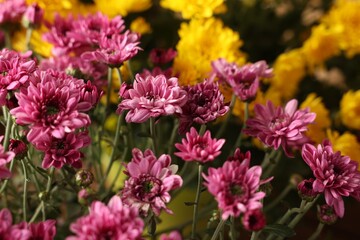 Beautiful pink and yellow chrysanthemum flowers, selective focus