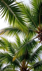 Fototapeta premium Lush green palm fronds form a vibrant canopy against a bright white sky, evoking a tropical paradise, green, nature background, green leaves