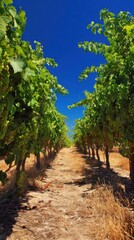 Naklejka premium Vineyard with lush green vines and clear blue sky in summer landscape