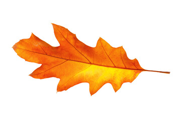 One beautiful autumn leaf isolated on white