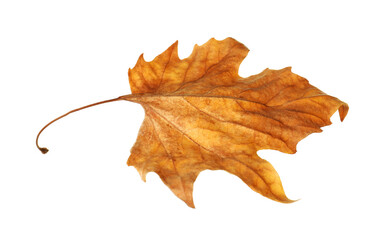 One dry maple leaf isolated on white. Autumn season