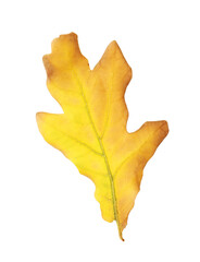 One beautiful oak leaf isolated on white