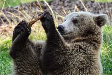 A young brown bear holding a branch in its paws, captured in a moment of curiosity and playfulness deep in the forest.