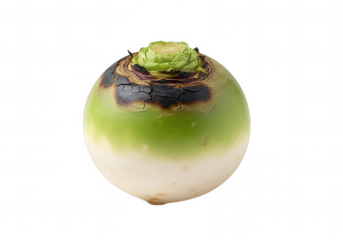 Round root vegetable with green top and white bottom isolated on a transparent background