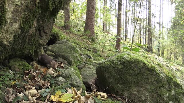 Red Fox in Orobie Park, Italian Alps &ndash; Wild Animal in Natural Habitat (Full HD)Stone Marten