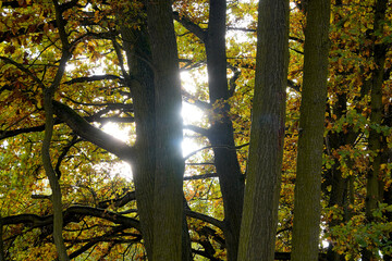 Sunlight shines through autumn forest trees, illuminating warm leaves and creating calm natural...