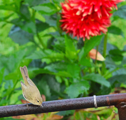 bird on a flower
