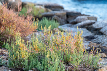 Botanical collection, tasty green edible sea succulent plant, Salicornia or sea glassworth weed, growing on salt marshes