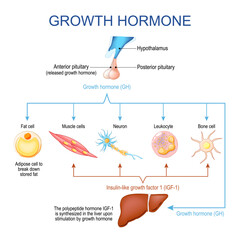 Growth hormone function. Human endocrine system