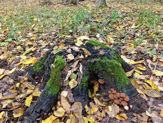 A tree stump covered in moss and mushrooms in the woods
