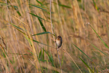 sparrow in the grass