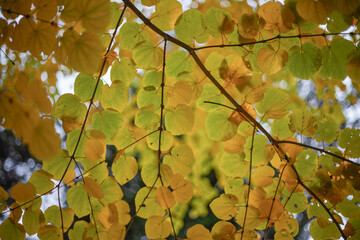 tree in autumn