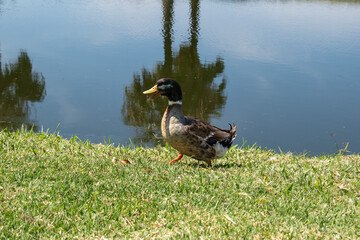 Single duck walking along the grassy shore of the malecon in Jamay, Jalisco, Mexico, with palm reflections on water