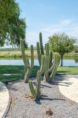 Vertical cactus in a landscaped area with stone walkways near the lake at the malecon in Jamay, Jalisco, Mexico