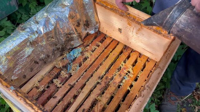 Sustainable beekeeping practice in the garden