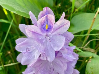 vibrant water hyacinth flower, Water hyacinth Eichhornia,a stunning display of nature's beauty, reveals delicate petals