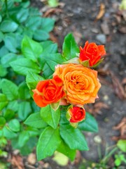orange roses in garden, autumn flowers 