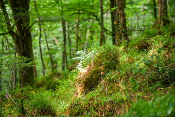 View over a narrow footpath in the forest