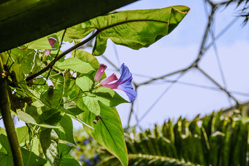 Beautiful morning glory flowers blossoming in the garden