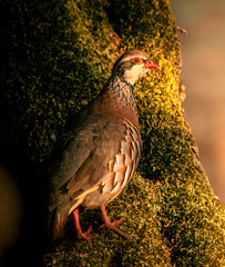 Perdiz ao nascer do sol