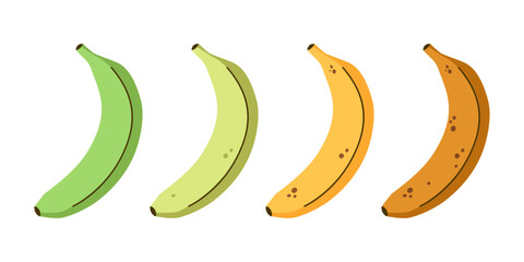 Ripe stages of bananas from unripe to overripe. Ripening process of bananas. Green and yellow bananas in flat design.