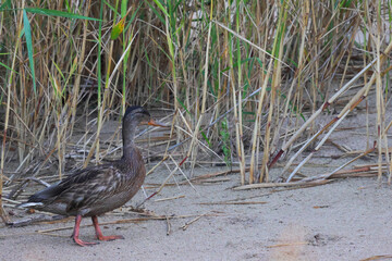 The duck is walking on the beach.