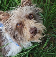 Adorable of Yorkipoo Dog (Poodle and Yorkie Mix) Looking Up