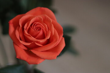 Elegant Orange Rose in Bloom