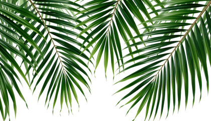Obraz premium Green palm leaf isolated on white background with natural tropical summer vibe and fresh botanical texture