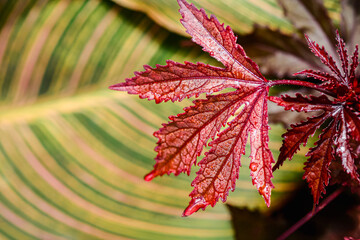 Top view, close distance of, a Cranberry Hibiscus leave, after autumn rainstorm