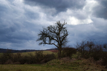 Bare tree in a field