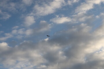 A Bird Soars Among the Clouds