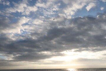 Sunrise Hidden Behind Clouds with Bright Horizon Light and Soaring Bird over Ocean