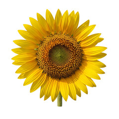 Fototapeta premium Floral Sunflower Bloom Isolated on Transparent Background Depicting Garden and Decorative Design 