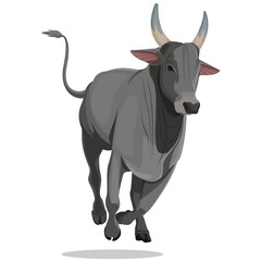 Bull Running vector illustration, traditional bull running festival