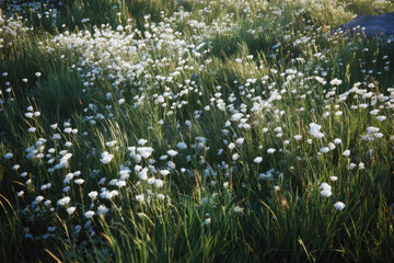 Obraz premium Field Of White Wildflowers And Green Grass