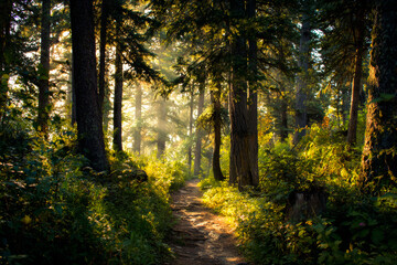 Obraz premium Sunlit Path Through A Forest Of Trail Trees