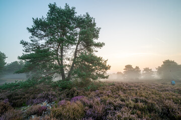 Mehlinger Heide im Sonnenaufgang mit Nebel, Sonnenstrahlen in den Kiefern und blühender Heide