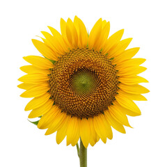 Obraz premium Yellow Sunflower Isolated on Transparent Background Depicting Summer Blossom and Natural Charm 