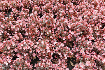 Dense bed of small pink flowers blooming in a landscaped garden