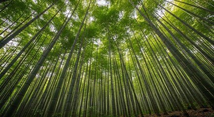 Dense forest of tall bamboo stalks reaching towards the bright sky, creating a serene and tranquil atmosphere.