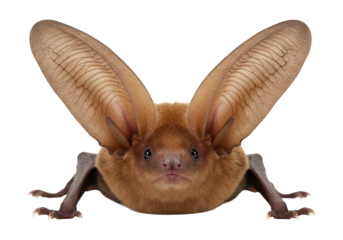 Mammal with large ears and wings posed against a dark background.