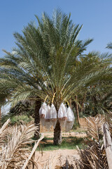 Dates are covered with plastic bags to protect them from insects, birds and rain. Tunisia