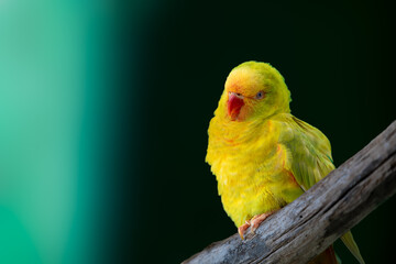 close up of yellow bird