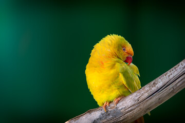 yellow parrot